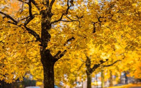 ��ɽ�羰���ĵ��δʷ��ģ�ͨ��8ƪ��