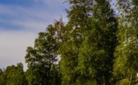 �����еķ羰���̰�