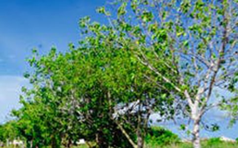 ��ɽ�羰�����δʣ���ѡ6ƪ��