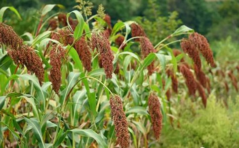 《高粱情》教学教案