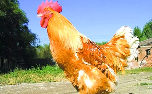 ���󹫼���©��͡�С�����Խ̰�����