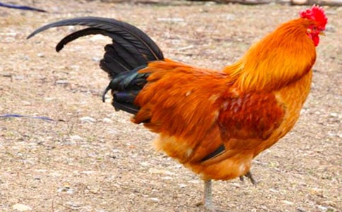 �������Ĺ������̰����