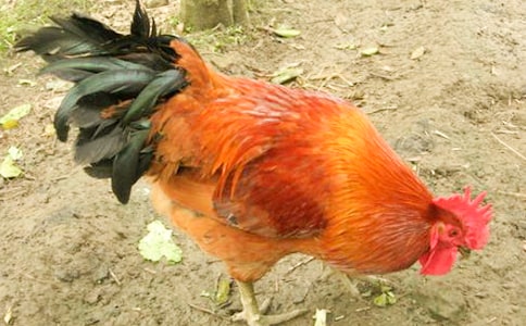 �������Ĵ󹫼���˵�θ�