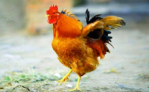 �����ֵ�С�������̰�