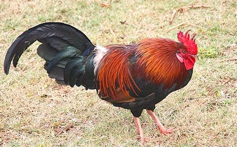 ��С������СѼ�ӡ���ѧ��˼����ѡ5ƪ��