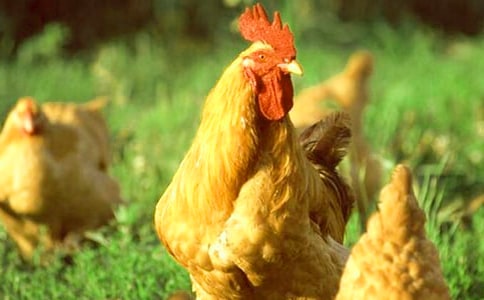 大公鸡教案15篇