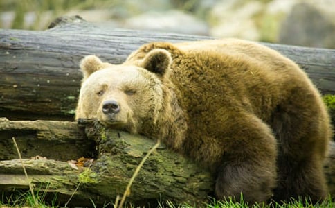 ������ԡ���ֻ�����ܡ��̰����