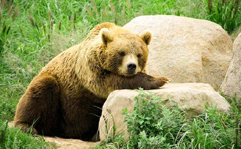 ��ֻ�����̰ܽ�