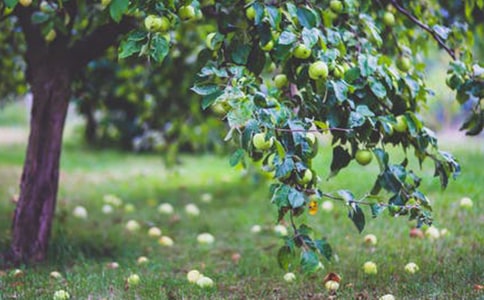 果园承包合同汇编(15篇)