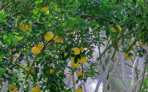 ��԰ת�ú�ͬ