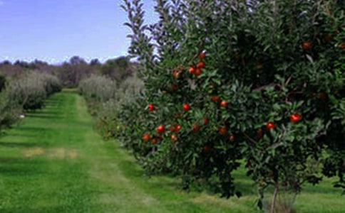 ��԰�а���ͬ15ƪ��ͨ�ã�