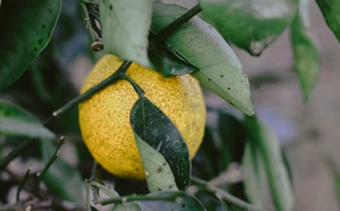 ����԰�����ˡ�����̰�3ƪ