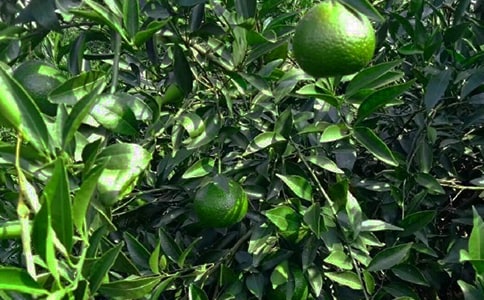 ���ع�԰ת�ú�ͬ����