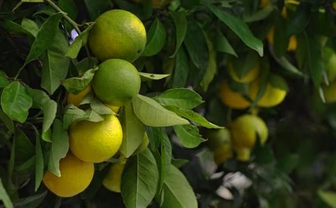 ���˹�԰�а�Э���鷶��ͨ��