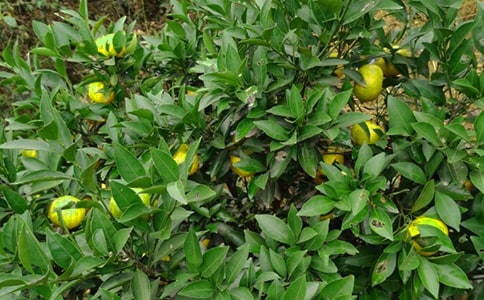 ��԰�����˽̰�15ƪ