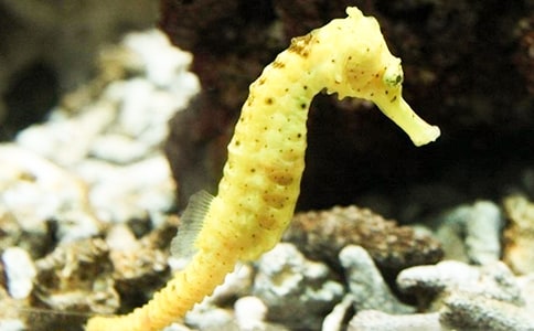 �����ְֽ̰�