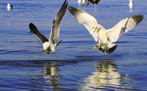 ��������Ÿ����ɭ�����