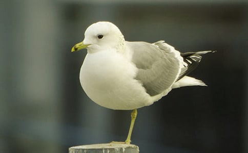 ����Ÿ����ɭ�������(���15ƪ)