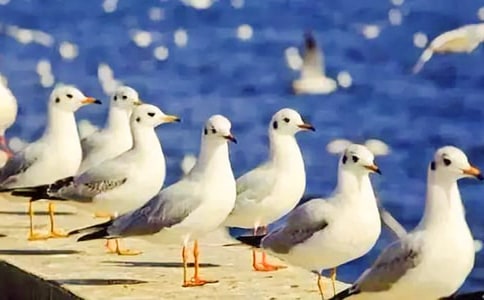 [����]����Ÿ����ɭ�������