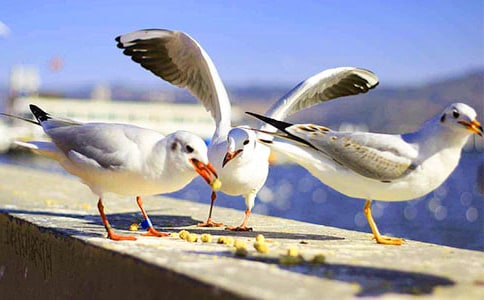 ����Ÿ����ɭ�������(��ѡ14ƪ)