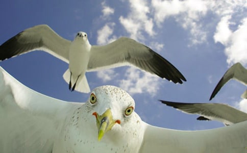 ����Ÿ����ɭ�������(ͨ��9ƪ)