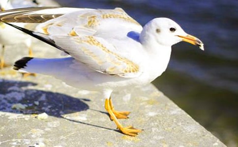 [��ѡ]��Ÿ����ɭ�����