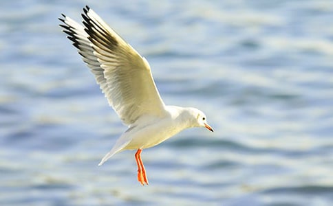 ��Ÿ����ɭ�����ͨ��15ƪ