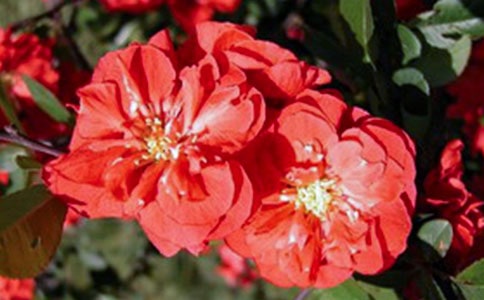 ���Ϻ����嵼�δ�