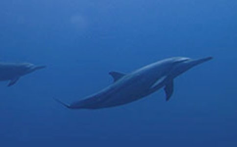 �����������ռǶ����