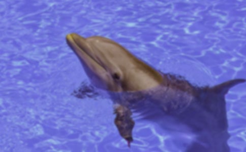 【精品】《蓝色的海豚岛》读后感