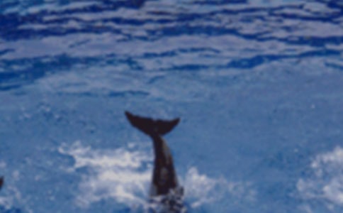 读蓝色的海豚岛有感