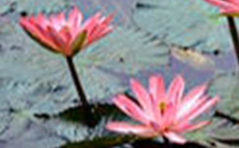 �˽̰桶�ɻ�������˵�θ�ģ��