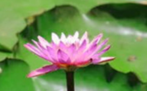 《荷花》教案【热】