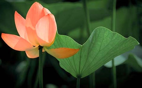 ���ȡ����ɻ����̰�