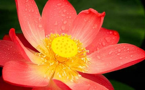 ���ɻ����̰�