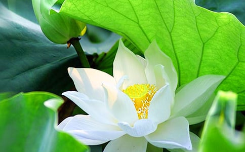 ���ںɻ��̰�