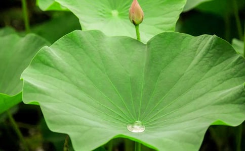 有关《荷叶圆圆》教案集锦九篇