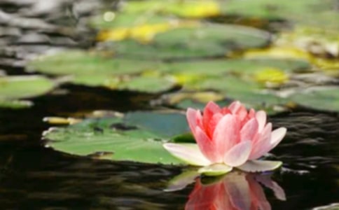 《儿童和平条约》教案13篇