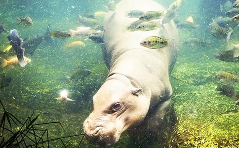 С����ѧ�����Խ̰����������ֵ�С������