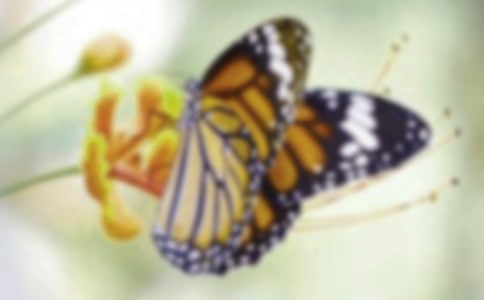 �����ĺ����̰��ϼ�15ƪ