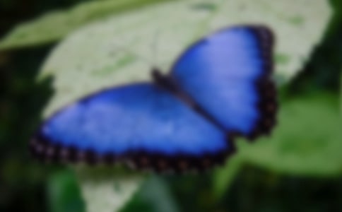 《小蝴蝶和毛毛虫》教学反思