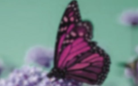 ���������̰�