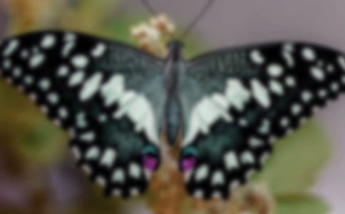 �����һ�С��̰�