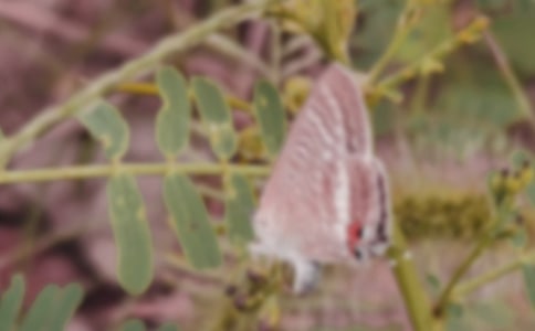 《台湾的蝴蝶谷》教案