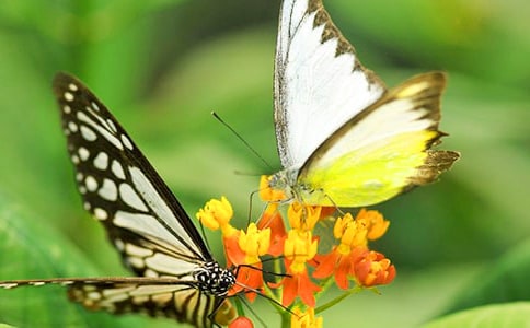 ��Ҷ�����̰�