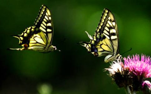 С������̰���������