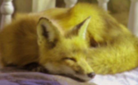 �������С����̰�