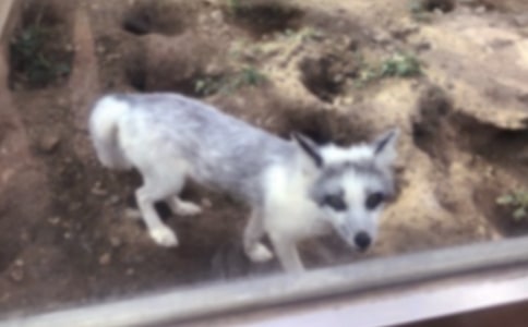 《狐狸和乌鸦》教案模板集合8篇