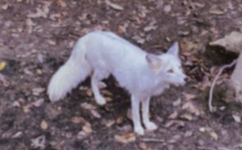 《了不起的狐狸爸爸》读后感(范例15篇)