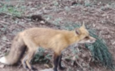 �������С��˵�θ�